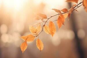 droog herfst vallen esdoorn- bladeren in natuur foto