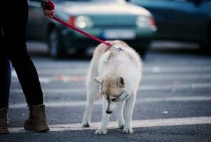 hond met wit haar- Aan een riem wandelen naar beneden de straat foto