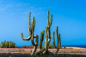 hoog cactus gebeld euphorbia ingens geboren Aan een zwart steen grond foto
