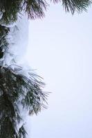 dennennaalden brunch bedekt met sneeuw foto