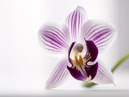 enkelvoud kalmte - een scherp gefocust nog steeds leven van een wit en Purper orchidee - ai gegenereerd foto