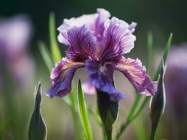 bokeh schoonheid - een Ondiep diepte van veld- macro schot van een Purper iris - ai gegenereerd foto