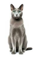 een grijs Russisch blauw kat zittend Aan wit achtergrond ai generatief foto