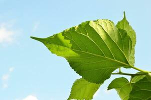 moerbei blad detailopname, patroon van groen bladeren foto