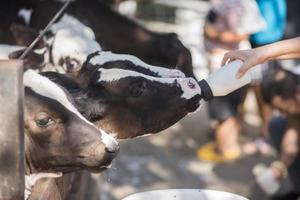 het kalf drinkt melk uit de voerbak foto