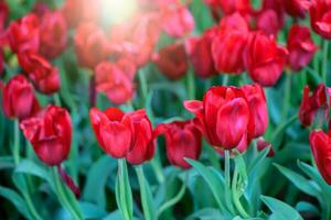 mooi rood tulp bloem in tuin. bloem achtergrond foto