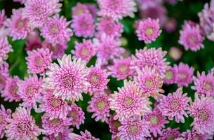 mooi roze chrysant achtergrond, top visie en bloem foto