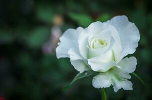 mooi wit roos met water laten vallen Aan bloemblaadjes in tuin, bloem en valentijnsdag foto