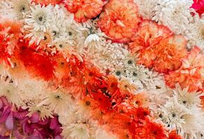 chrysant bloem en anjer bloem Aan backdrop foto