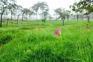 Siam tulp roze bloem bloeiend in Woud berg Bij sai string nationaal park foto
