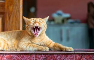 oranje kat geeuwen, slaperig en tanden open. foto