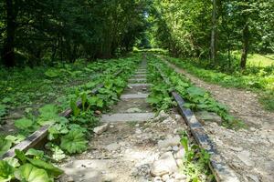 de berg spoorweg bladeren door de Woud verder de horizon foto