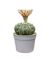 cactus astrophytum met bloem bloeiend in pot geïsoleerd Aan de wit achtergrond foto