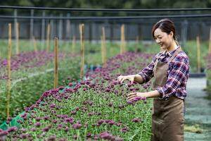 Aziatisch vrouw tuinman is snijdend Purper chrysant bloemen gebruik makend van snoeischaar voor besnoeiing bloem bedrijf voor dood rubriek, teelt en oogst seizoen concept foto