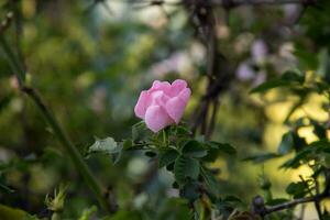 witte wilde roos bloem aka rosa acicularis foto