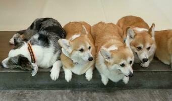 groep van nieuwsgierig pembroke welsh corgi, aanbiddelijk welsh corgi aan het liegen Aan de verdieping foto