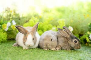 potrait drie aanbiddelijk konijn zittend Aan grassen, jong schattig konijn in studio schot foto