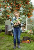 een vrouw boer staat in de midden- van een groente tuin Holding een Bijsnijden van courgette in haar handen foto