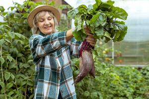 bieten in de handen van een tuinman plukken groenten Aan zijn boerderij. biologisch landbouw voor vegetarisch voedsel. foto
