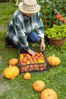 een vrouw boer sorteert tomaten in een doos Aan de achtergrond van haar boerderij foto