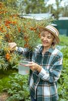 een tuinman vrouw in een hoed staat in haar tuin in de buurt zee duindoorn en picks bessen. de boer cheques zijn oogst. foto