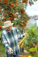 vrouw boer onderzoeken de oogst van wortels foto
