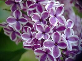 paars bloeiende lila bloemen Aan een Afdeling dichtbij omhoog macro visie foto