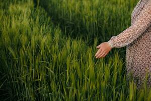 hand- en groen tarwe veld- foto