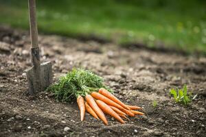 bundel van vers wortels vrij aan het liegen Aan bodem in tuin foto