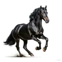 zwart paard rennen galop geïsoleerd foto