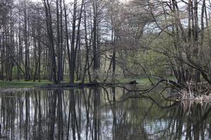 natuurlijke landschap in het vroege voorjaar. meer of rivier foto