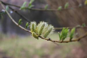 wijnstok tak macrofotografie. bloeiend foto