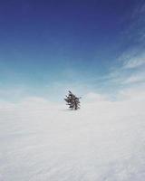 boom op sneeuwveld overdag foto