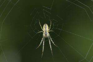 groot spin Aan spinneweb Aan groen achtergrond in zomer dag foto