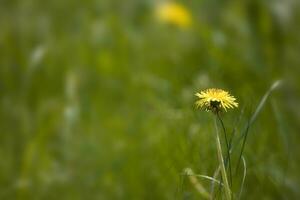 paardebloem groeit Aan een warm voorjaar dag tegen de backdrop van een groen weide buitenshuis in detailopname foto