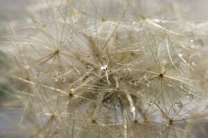 detailopname achtergrond Aan een delicaat paardebloem met druppels van zomer dauw foto