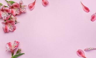 mooi alstroemeria bloemen Aan roze achtergrond foto