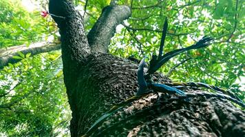 groot groen boom van bodem gezichtspunt foto