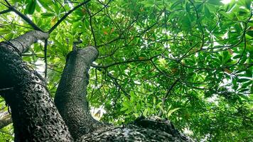 groot groen boom van bodem gezichtspunt foto