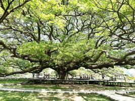 reusachtig samanea saman, kanchanaburi foto