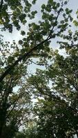 groen bladeren boom struik natuur achtergrond foto