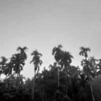 mistig landschap stijgt van betel bomen, een bovenaanzicht grijs lucht, met natuur zwart en wit achtergrond concept. foto