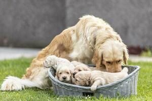 hoektand moeder is nemen zorg van haar pluizig puppy's foto