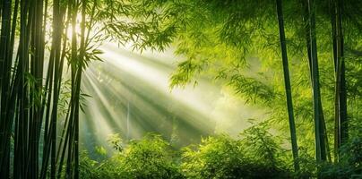 bamboe Woud met zon schijnend door de bladeren in de ochtend- foto