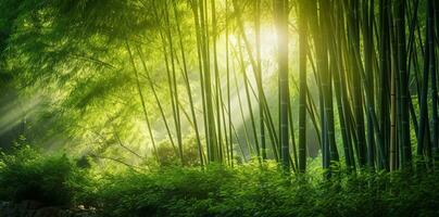 bamboe Woud met zon schijnend door de bladeren in de ochtend- foto