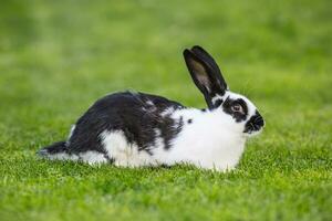 konijn. schattig konijn konijn Aan de gazon in de tuin foto