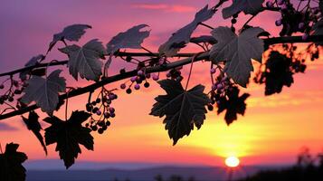 silhouet van druif bladeren Bij zonsondergang foto