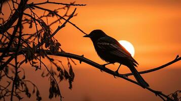 vogel silhouet neergestreken Aan een Afdeling foto