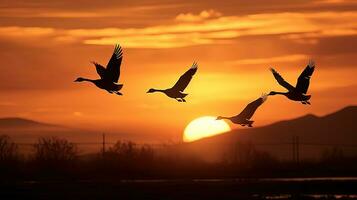 Canadees ganzen vliegend over- dieren in het wild toevluchtsoord in Californië gedurende zonsondergang. silhouet concept foto