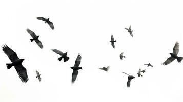 groep van wit vogelstand Aan een achtergrond. silhouet concept foto
